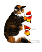 Gato calicó jugando con el Pez Saltarín