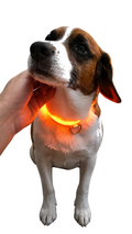 Perro con Collar Luminoso LED, caricia bajo el mentón