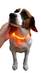 Perro con Collar Luminoso LED, caricia bajo el mentón
