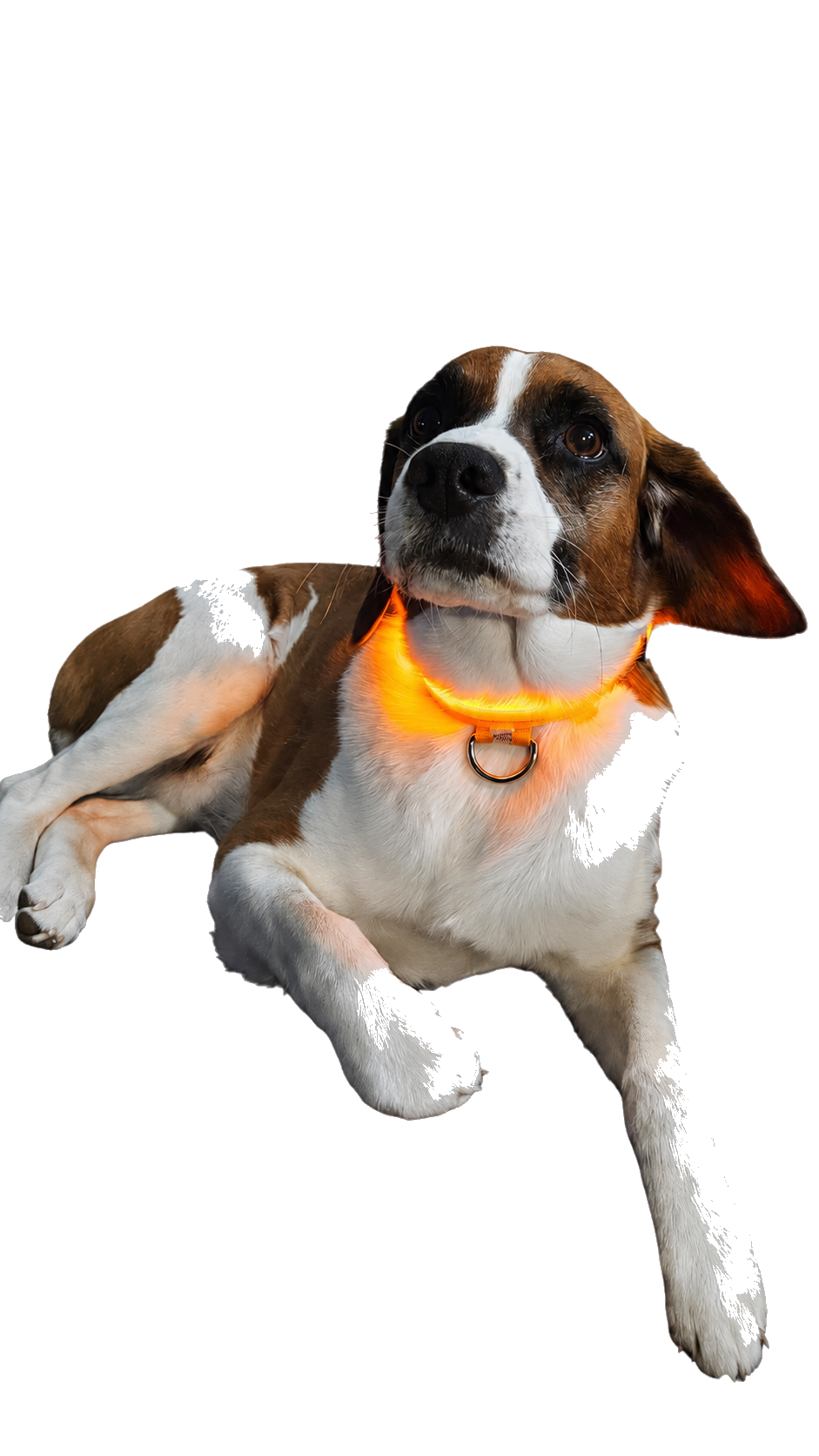 Perro mirando hacia arriba con Collar Luminoso LED