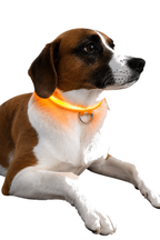 Perro echado con Collar Luminoso LED naranja encendido