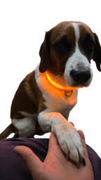 Perro dando la pata con Collar Luminoso LED