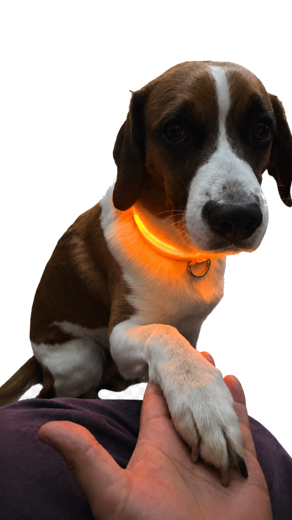 Perro dando la pata con Collar Luminoso LED